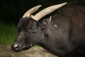 Lowland anoa (Bubalus depressicornis). Royalty Free Stock Photo