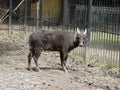 Lowland anoa in zoo
