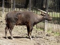 Lowland anoa in the zoo Royalty Free Stock Photo