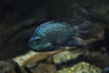 Lowland cichlid, pearlscale cichlid, green Texas cichlid Herichthys carpintis. Royalty Free Stock Photo