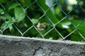 Lowland common tailorbird Orthotomus sutorius sutorius Royalty Free Stock Photo