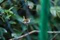 Lowland common tailorbird Orthotomus sutorius sutorius Royalty Free Stock Photo