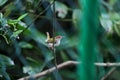 Lowland common tailorbird Orthotomus sutorius sutorius