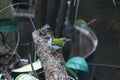 Lowland common tailorbird Orthotomus sutorius sutorius