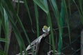 Lowland common tailorbird Orthotomus sutorius sutorius Royalty Free Stock Photo