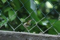 Lowland common tailorbird Orthotomus sutorius sutorius