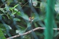 Lowland common tailorbird Orthotomus sutorius sutorius