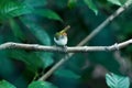 Lowland common tailorbird Orthotomus sutorius sutorius Royalty Free Stock Photo