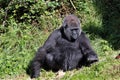 Lowland gorilla