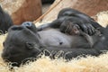 Lowland gorilla birth