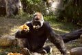 Lowland Gorilla eating