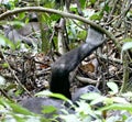 Lowland gorilla Gabon hand arm resting jungle Royalty Free Stock Photo