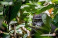 Lowland gorilla in jungle Congo. Portrait of a western lowland gorilla (Gorilla gorilla gorilla) close up at a short distance. You Royalty Free Stock Photo