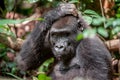 Lowland gorilla in jungle Congo. Portrait of a western lowland gorilla (Gorilla gorilla gorilla) close up at a short distance. You Royalty Free Stock Photo