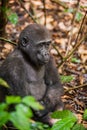 Lowland gorilla in jungle Congo. Portrait of a western lowland gorilla (Gorilla gorilla gorilla) close up at a short distance. You Royalty Free Stock Photo