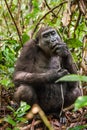 Lowland gorilla in jungle Congo. Portrait of a western lowland gorilla (Gorilla gorilla gorilla) close up at a short distance. You Royalty Free Stock Photo