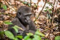 Lowland gorilla in jungle Congo. Portrait of a western lowland gorilla (Gorilla gorilla gorilla) close up at a short distance. You Royalty Free Stock Photo