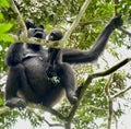 Lowland gorilla mother baby looking tree jungle Gabon Royalty Free Stock Photo