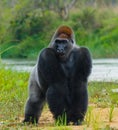 Lowland gorillas in the wild. Republic of the Congo.