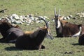 Nyala - Marwell Zoo Royalty Free Stock Photo