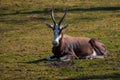 The lowland nyala - Southern nyala (Tragelaphus angasii) Royalty Free Stock Photo