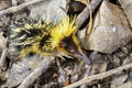 Lowland streaked tenrec , andasibe Royalty Free Stock Photo