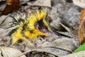 Lowland streaked tenrec , andasibe Royalty Free Stock Photo