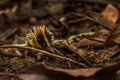 Lowland Streaked Tenrec - Hemicentetes semispinosus Royalty Free Stock Photo