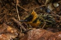 Lowland Streaked Tenrec - Hemicentetes semispinosus