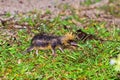 The lowland streaked tenrec