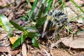 Lowland Streaked Tenrec, Hemicentetes Semispinosus, Madagascar wildlife