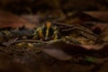 Lowland streaked tenrec, Hemicentetes semispinosus, Park National de Mantadia, endemic mammal in Madagascar. Cute ternec in the