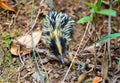 Lowland Streaked Tenrec, Hemicentetes Semispinosus, Madagascar wildlife Royalty Free Stock Photo