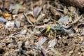 Lowland Streaked Tenrec Hemicentetes Semispinosus Royalty Free Stock Photo