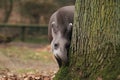 Lowland tapir