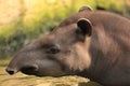 Lowland tapir