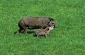 LOWLAND TAPIR tapirus terrestris, FEMALE WITH YOUNG Royalty Free Stock Photo
