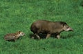 LOWLAND TAPIR tapirus terrestris, FEMALE WITH YOUNG Royalty Free Stock Photo