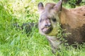 Lowland tapir (Tapirus terrestris) Royalty Free Stock Photo