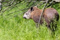 Lowland tapir (Tapirus terrestris) Royalty Free Stock Photo