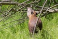 Lowland tapir (Tapirus terrestris) Royalty Free Stock Photo