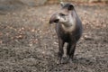 Lowland tapir Royalty Free Stock Photo