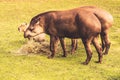 Lowland tapirs Royalty Free Stock Photo