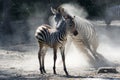 Lowland zebra foal and mother having dust bathing