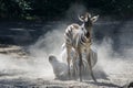 Lowland zebra foal and mother having dust bathing