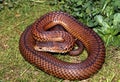 Lowlands Copperhead