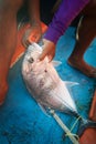 Lowly trevally with fishermen on fishing boat