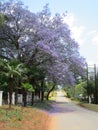 Lowveld Jacaranda Royalty Free Stock Photo