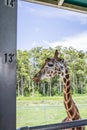 Giraffe at Lion Country Safari Park 13 feet tall