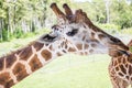 Giraffe at Lion Country Safari Park Royalty Free Stock Photo